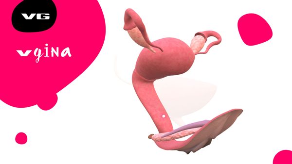 Modelo 3D do útero, dos ovários e da vagina