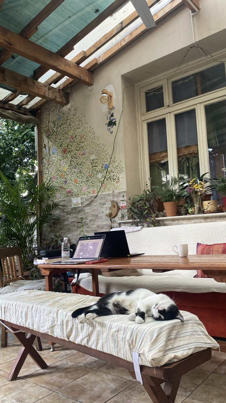 Sala com plantas, um portátil em cima da mesa e um gato a dormir num banco, num hostel em Izmir